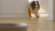 iFLOOR Y2 PLUS - 30min, Wet Dry Vacuum Cordless Floor Washer & Mop Stick